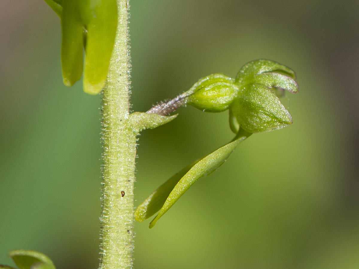 Blüte seitlich